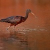 Ibis hnedy - Plegadis falcinellus - Glossy Ibis o2684